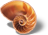 A picture of a nautilus shell